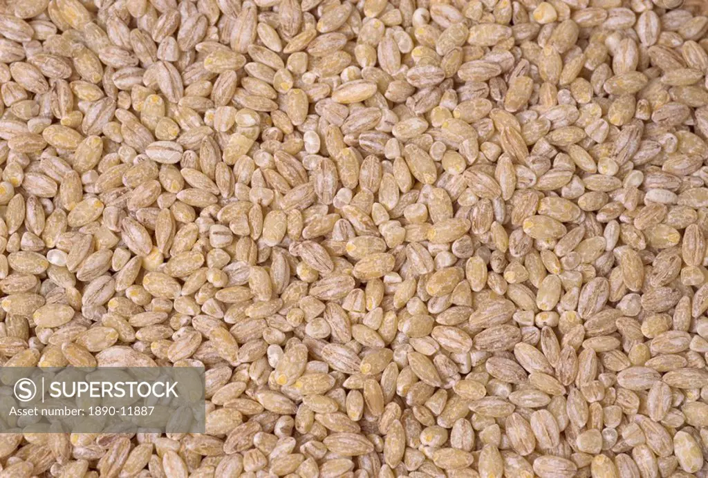 Pearl barley crop after harvesting
