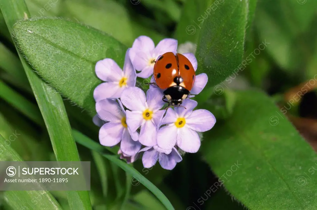 Seven spot ladybird on forget_me_nots