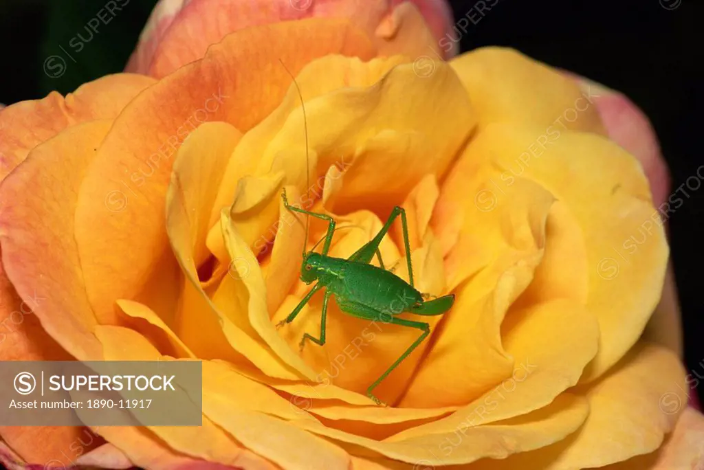 Speckled bush cricket Leptophyes punctatissima on rose, United Kingdom, Europe