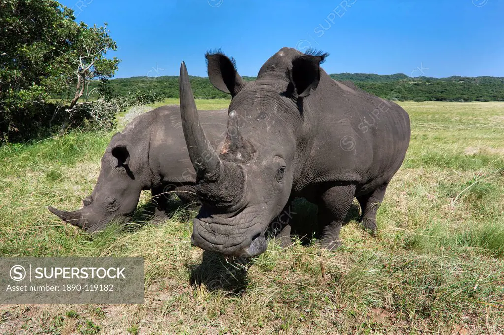 White rhinos Ceratotherium simum, Isimangaliso Wetland Park, KwaZulu Natal, South Africa, Africa