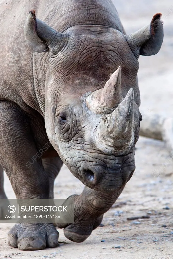 Black Rhino, South Africa, Africa