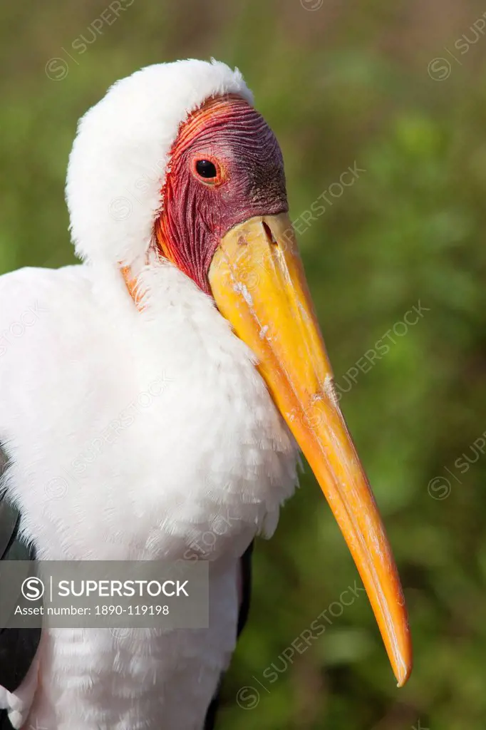 Yellowbilled stork Mycteria ibis, Kruger National Park, South Africa, Africa