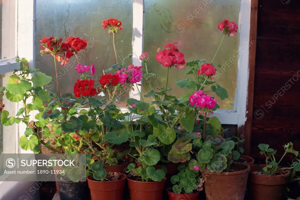 Geraniums growing in pots in a greenhouse to protect them from frost, England