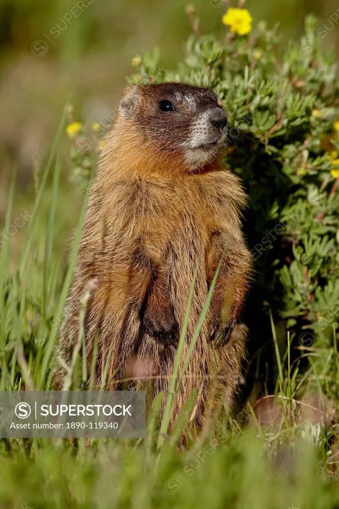 Yellow_bellied marmot yellowbelly marmot Marmota flaviventris, Camp Hale, White River National Forest, Colorado, United States of America, North Ameri...