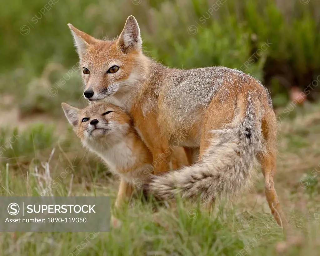 Swift fox Vulpes velox vixen and kit, Pawnee National Grassland, Colorado, United States of America, North America