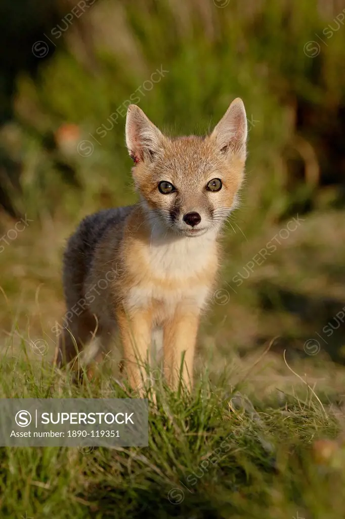 Swift fox Vulpes velox kit, Pawnee National Grassland, Colorado, United States of America, North America