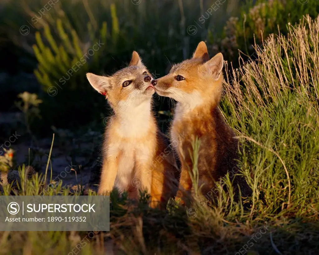 Two swift fox Vulpes velox kits, Pawnee National Grassland, Colorado, United States of America, North America