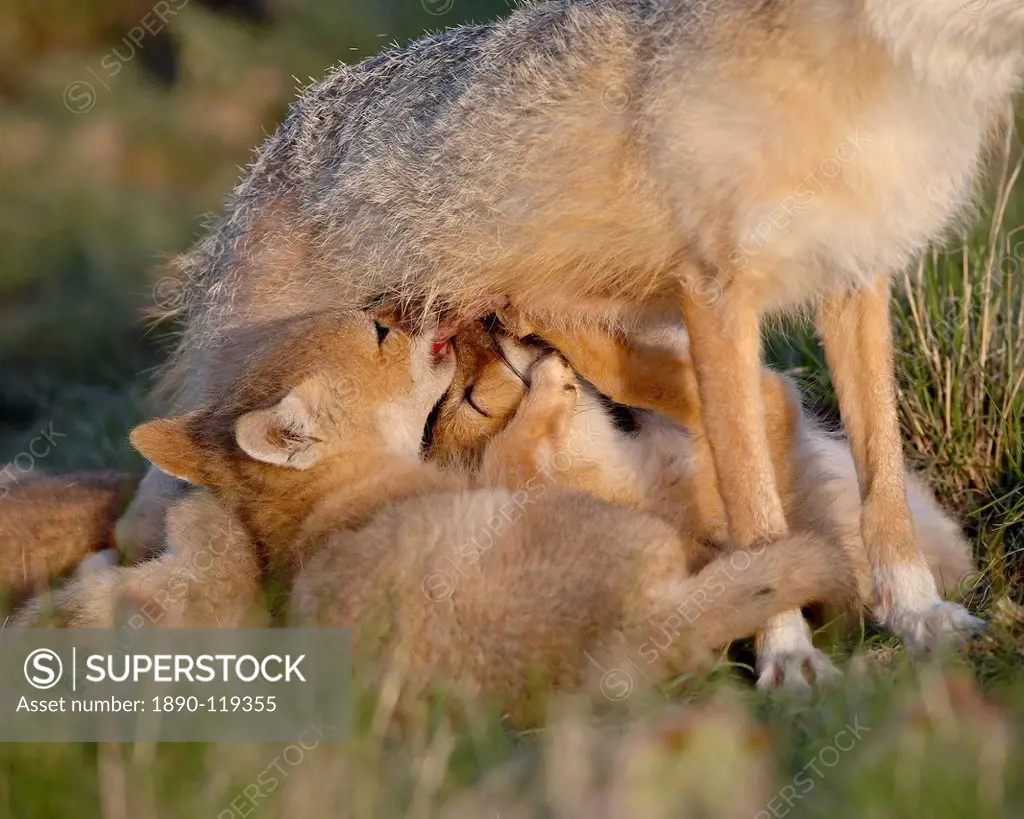 Swift fox Vulpes velox kits nursing, Pawnee National Grassland, Colorado, United States of America, North America