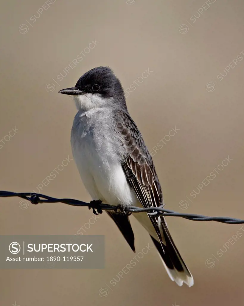 Eastern kingbird Tyrannus tyrannus, Pawnee National Grassland, Colorado, United States of America, North America