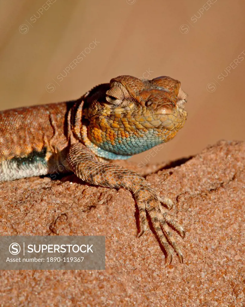 Colorado side_blotched lizard Uta stansburiana uniformis, Canyon Country, Utah, United States of America, North America