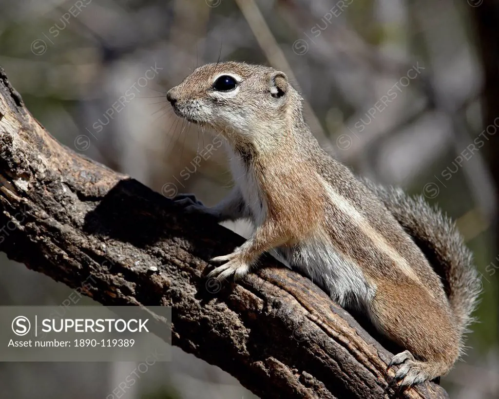Yuma antelope squirrel Harris´s antelope squirrel Ammospermophilus harrisii, Chiricahuas, Coronado National Forest, Arizona, United States of America,...