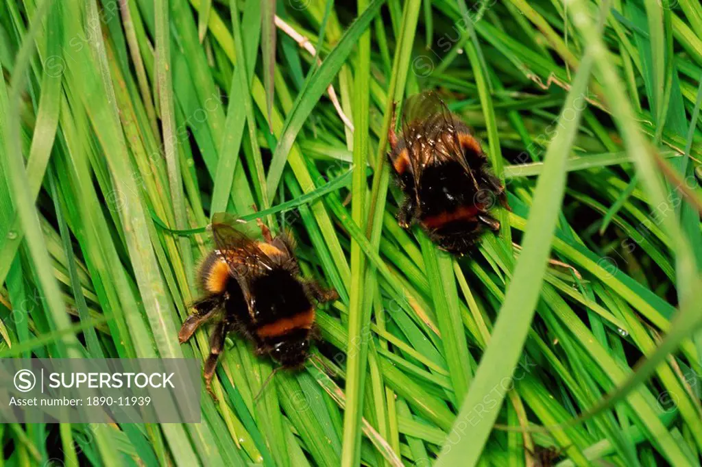 Two young queen bumble bees Bombus terrestris sparring, United Kingdom, Europe