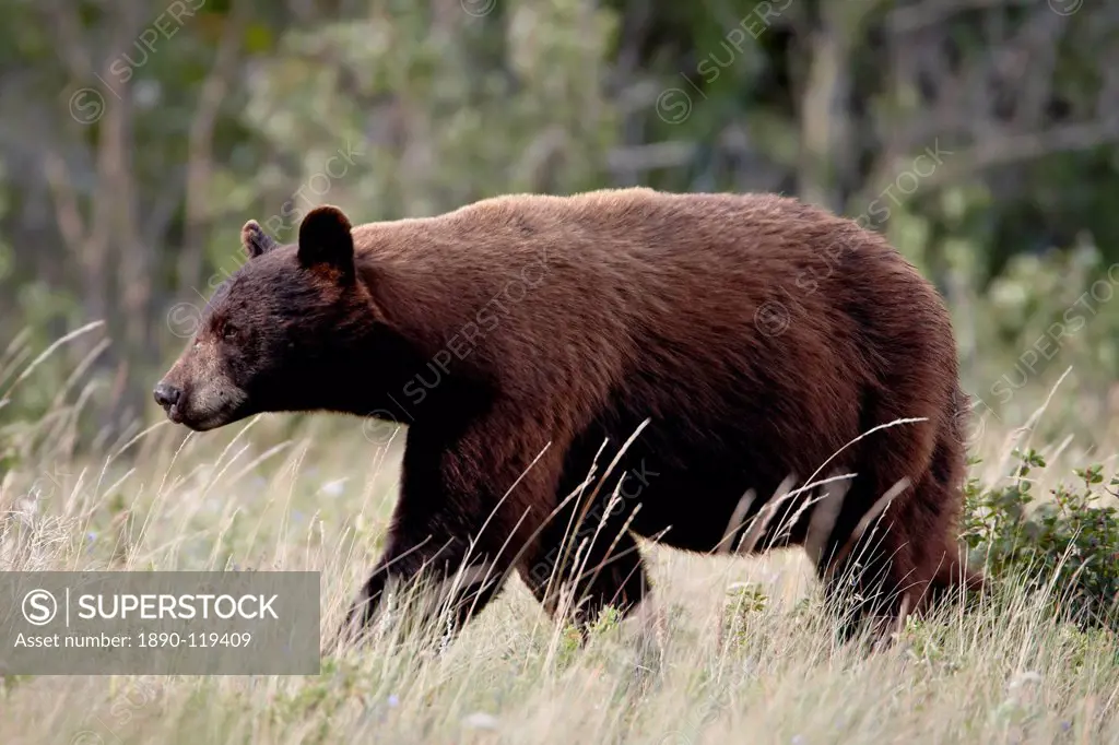Black bear Ursus americanus, Waterton Lakes National Park, Alberta, Canada, North America