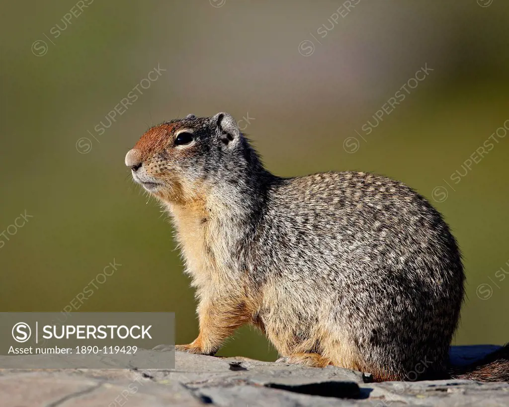 Columbian ground squirrel Citellus columbianus, Glacier National Park, Montana, United States of America, North America