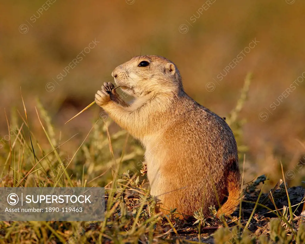 Blacktail prairie dog Cynomys ludovicianus eating, Wind Cave National Park, South Dakota, United States of America, North America