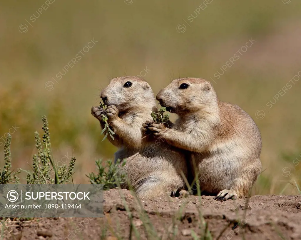 Two blacktail prairie dog Cynomys ludovicianus eating, Wind Cave National Park, South Dakota, United States of America, North America