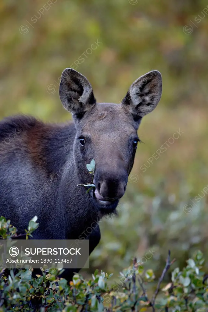 Moose Alces alces calf eating, Colorado State Forest State Park, Colorado, United States of America, North America