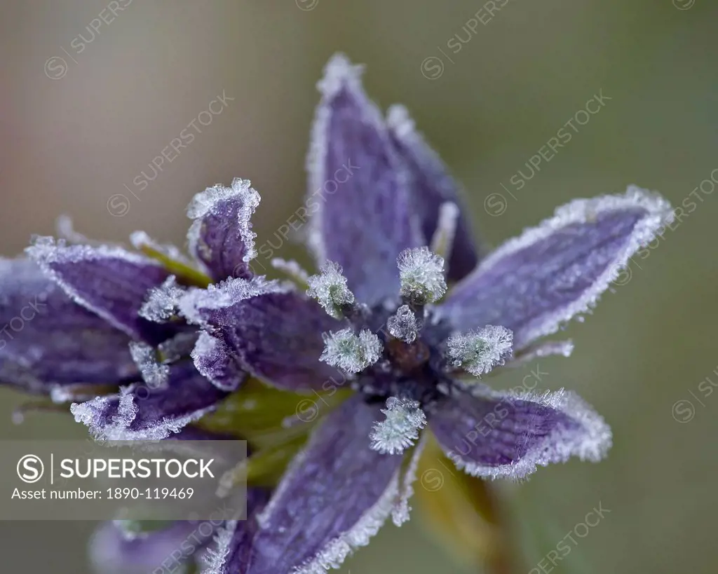 Star Gentian Felwort Swertia perennis with frost, Colorado State Forest State Park, Colorado, United States of America, North America