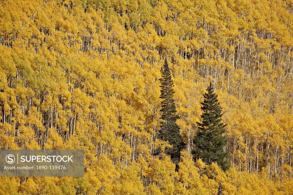 Two evergreen trees among yellow aspen trees in the fall, White River National Forest, Colorado, United States of America, North America