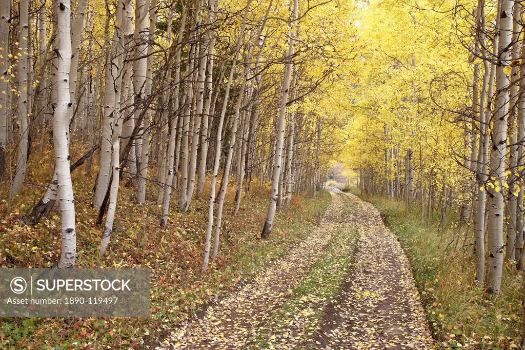 Lane through fall aspens, Ophir Pass, Uncompahgre National Forest, Colorado, United States of America, North America
