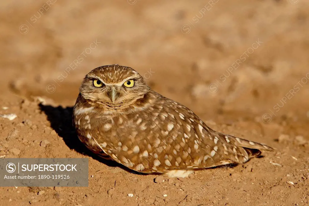Burrowing owl Athene cunicularia, Salton Sea, California, United States of America, North America