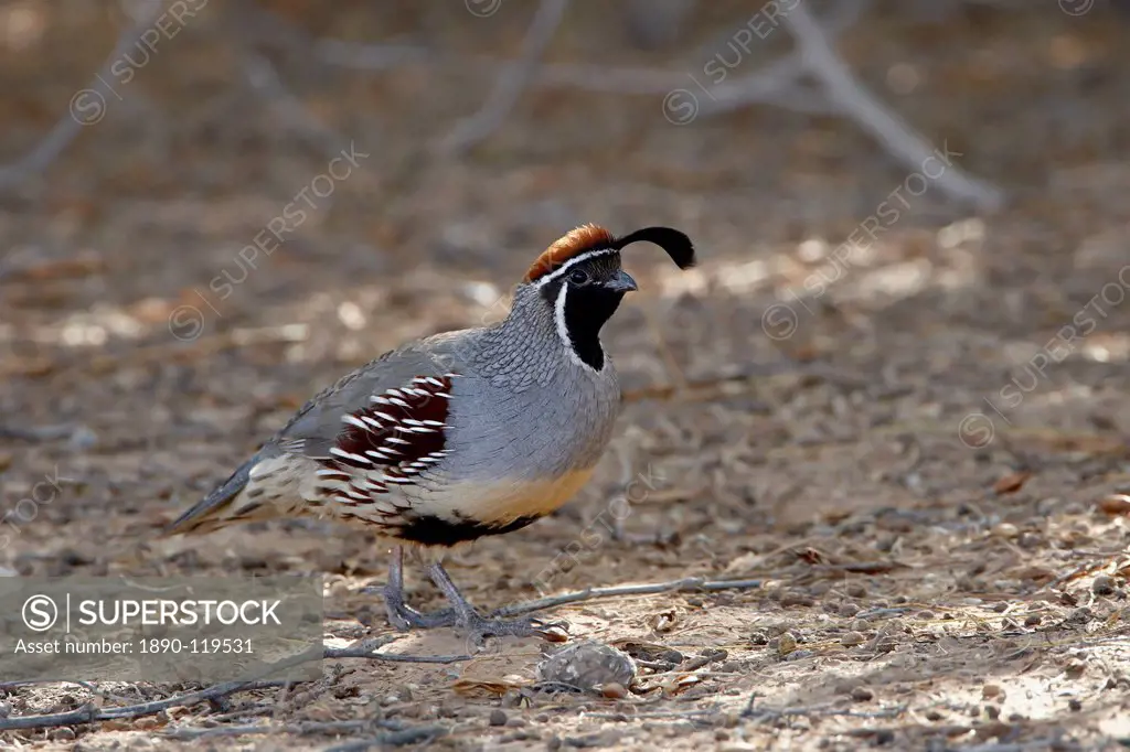Male Gambel´s quail Callipepla gambelii, Sonny Bono Salton Sea National Wildlife Refuge, California, United States of America, North America