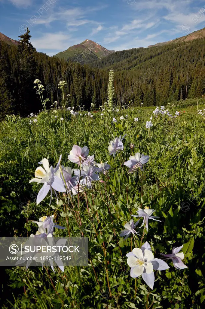 Blue columbine Aquilegia coerulea in a meadow, Maroon Bells_Snowmass Wilderness, White River National Forest, Colorado, United States of America, Nort...