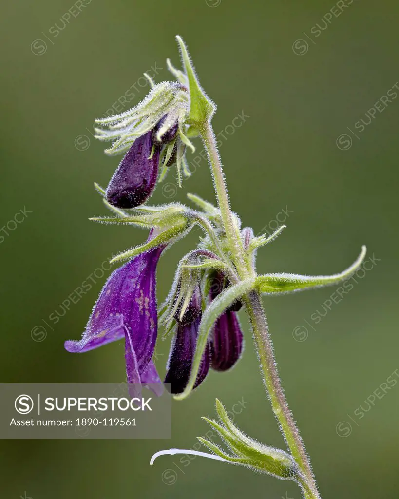 Whipple´s penstemon Penstemon whippleanus, Gunnison National Forest, Colorado, United States of America, North America