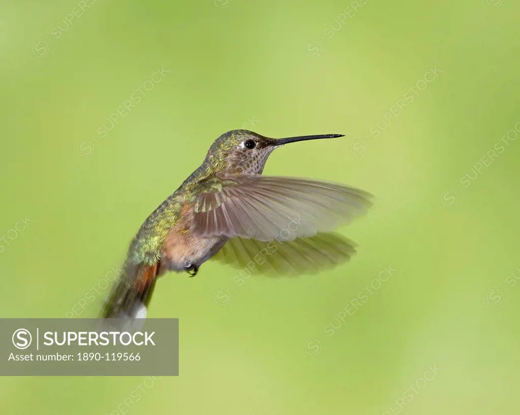 Female broad_tailed hummingbird Selasphorus platycercus in flight, Red Feather Lakes District, Roosevelt National Forest, Colorado, United States of A...