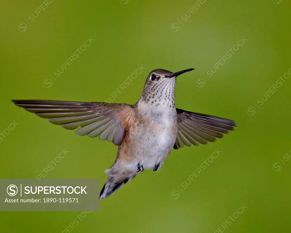 Female broad_tailed hummingbird Selasphorus platycercus in flight, Red Feather Lakes District, Roosevelt National Forest, Colorado, United States of A...