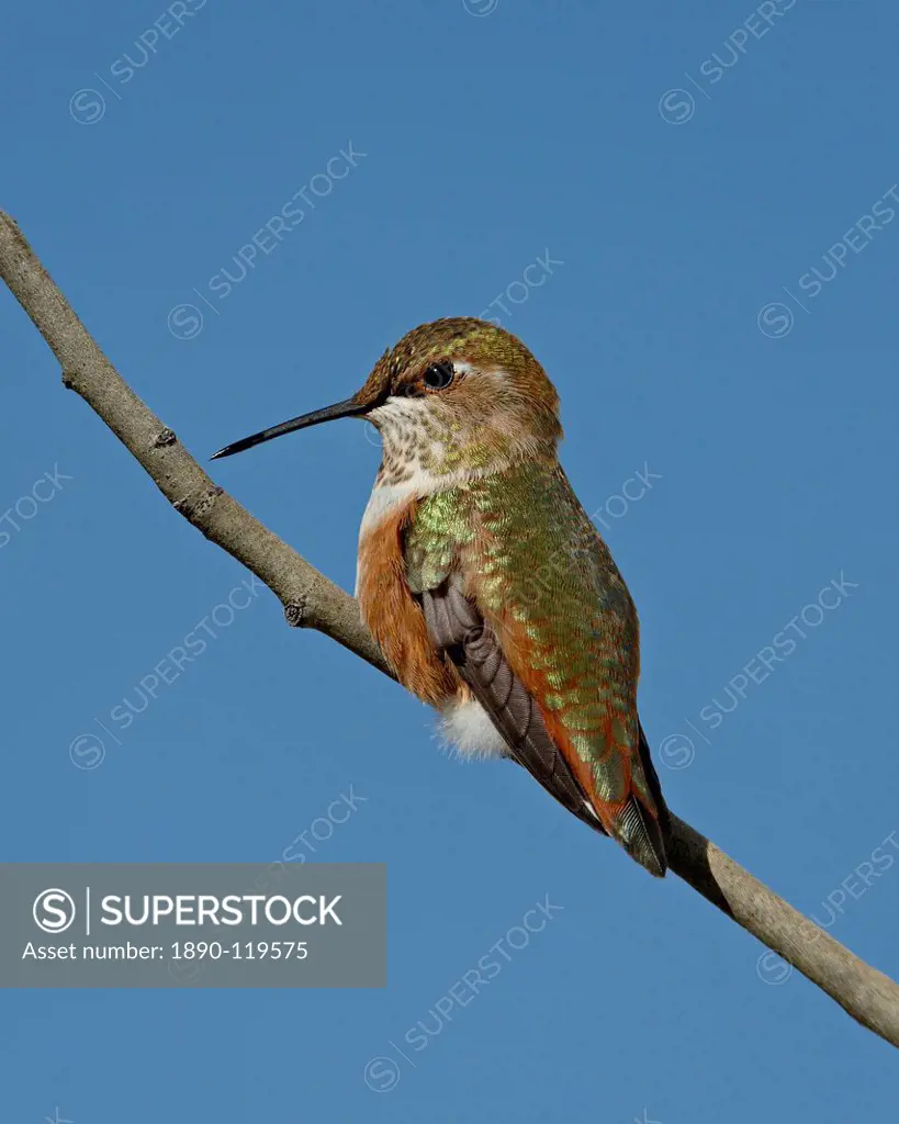 Female rufous hummingbird Selasphorus rufus perched, Routt National Forest, Colorado, United States of America, North America