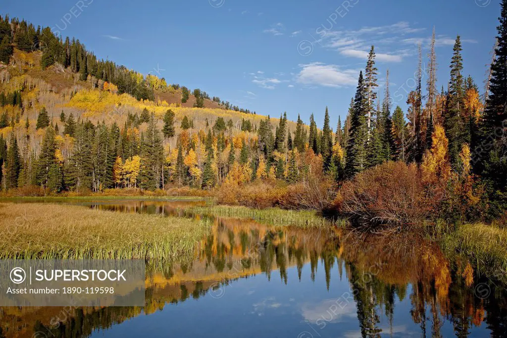 Yellow and orange aspens reflected in Sliver Lake in the fall, Wasatch_Cache National Forest, Utah, United States of America, North America