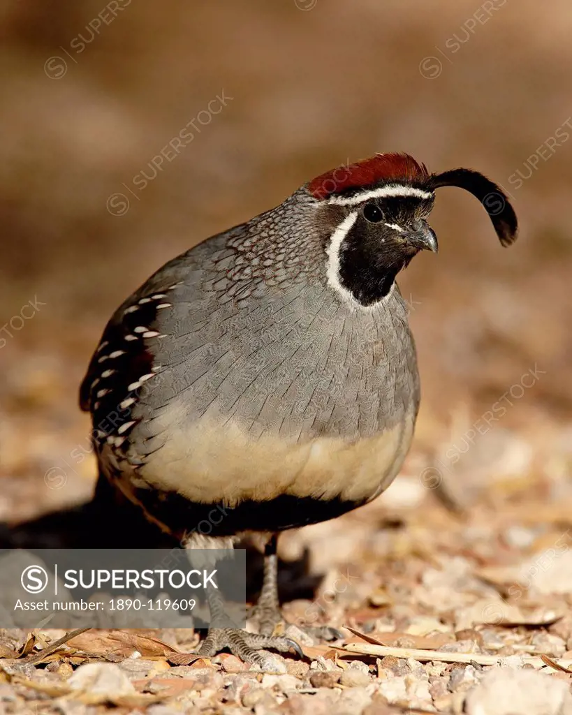 Male Gambel´s Quail Callipepla gambelii, Henderson Bird Viewing Preserve, Henderson, Nevada, United States of America, North America