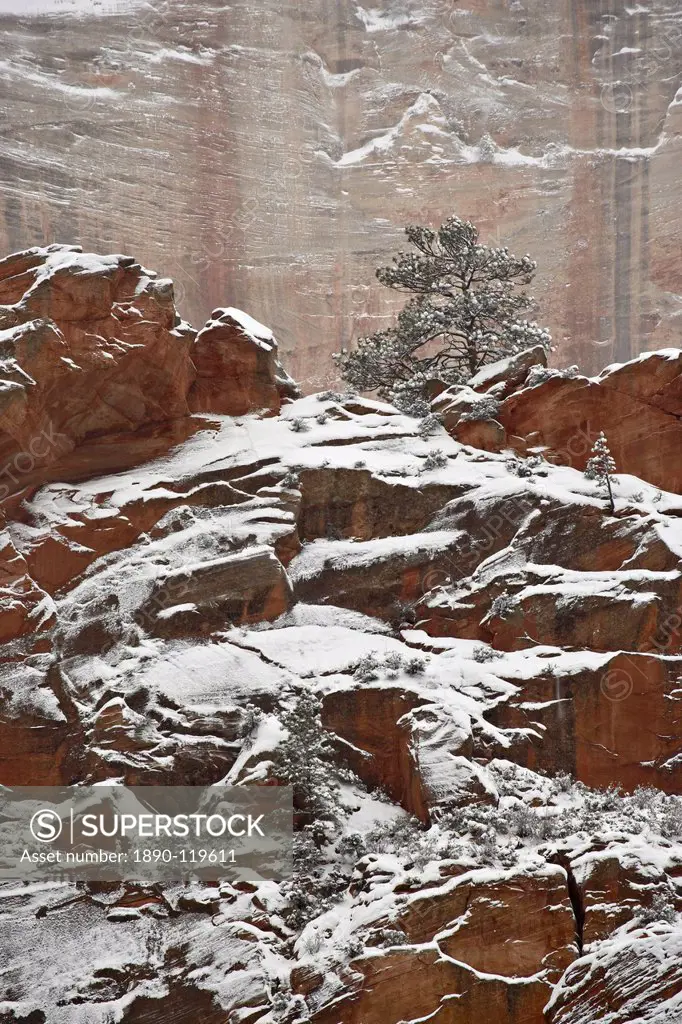 Fresh snow on a red rock cliff and evergreens, Zion National Park, Utah, United States of America, North America