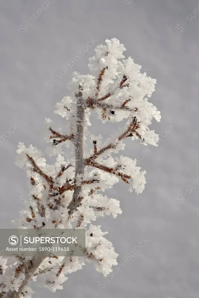 Hoar frost on a branch, Bryce Canyon National Park, Utah, United States of America, North America