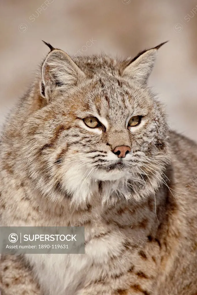 Bobcat Lynx rufus in the snow, in captivity, near Bozeman, Montana, United States of America, North America
