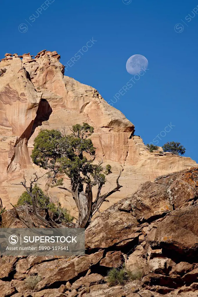 Moon over rock formations and juniper, Grand Staircase_Escalante National Monument, Utah, United States of America, North America