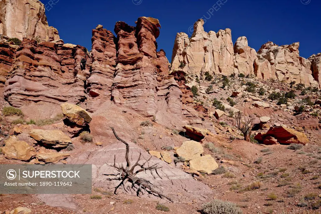 Rock formations and dead juniper, Grand Staircase_Escalante National Monument, Utah, United States of America, North America