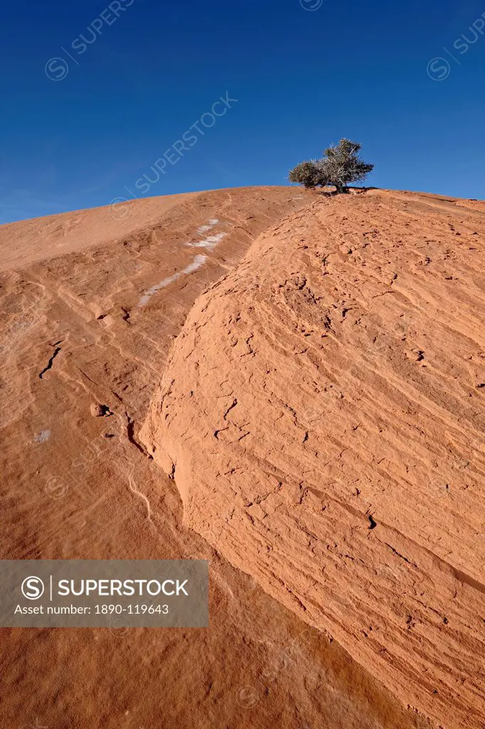Tiny juniper atop a red sandstone hill, Grand Staircase_Escalante National Monument, Utah, United States of America, North America