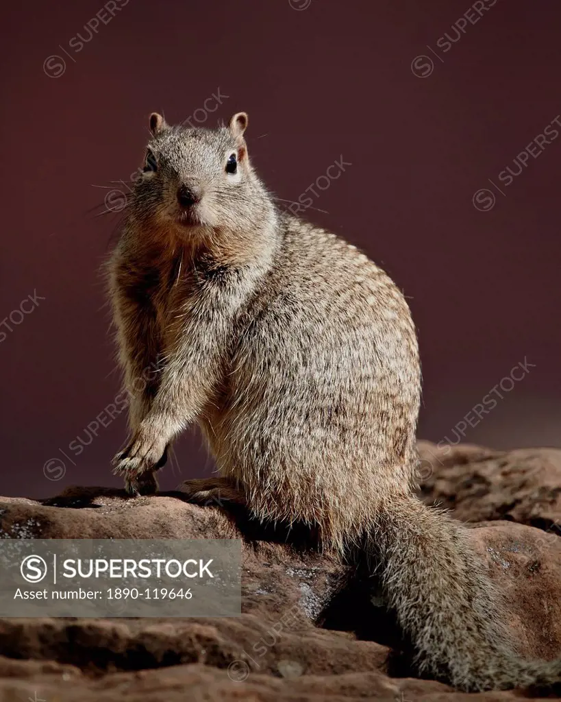 Rock Squirrel Spermophilus variegatus, Zion National Park, Utah, United States of America, North America