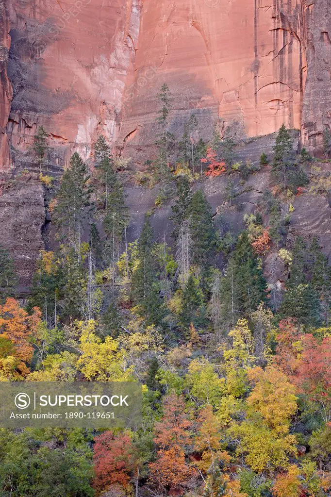 Red orange and yellow trees in the fall in a red rock canyon, Zion National Park, Utah, United States of America, North America