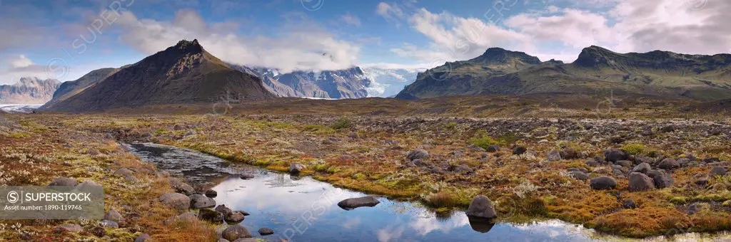 Arctic plants in autumn in Skaftafell National Park, Mount Hafrafell and Svinafellsjokull glacier in the distance, south_east Iceland Austurland, Icel...
