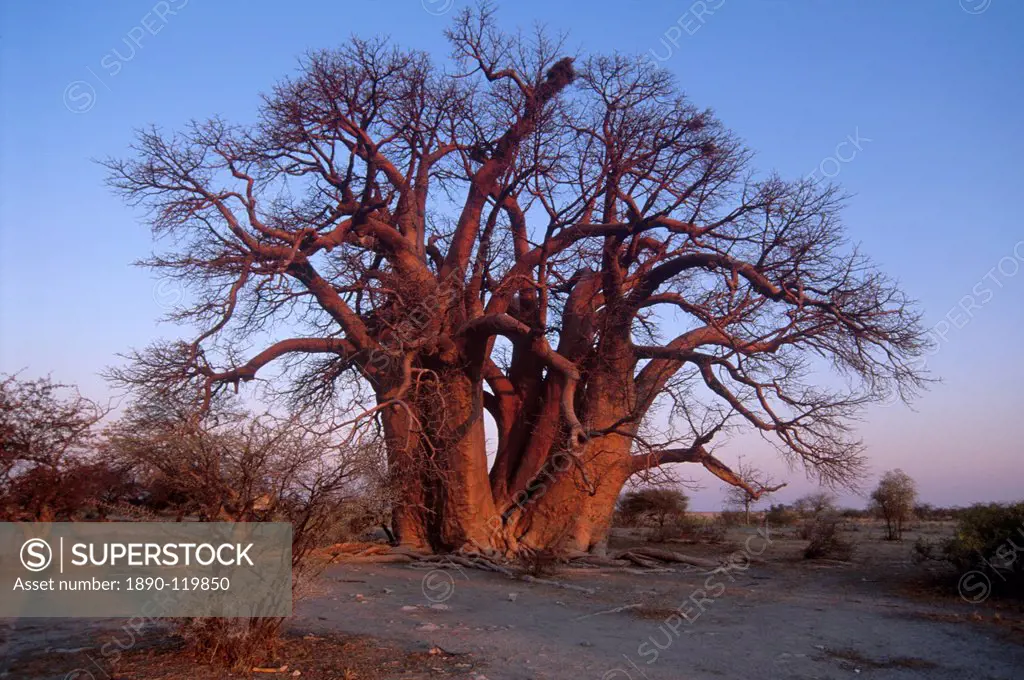 Chapman´s Baobab, claimed to be the largest tree in Africa at 25 metres around, camped under and measured by early explorers Chapman, Baines, Livingst...