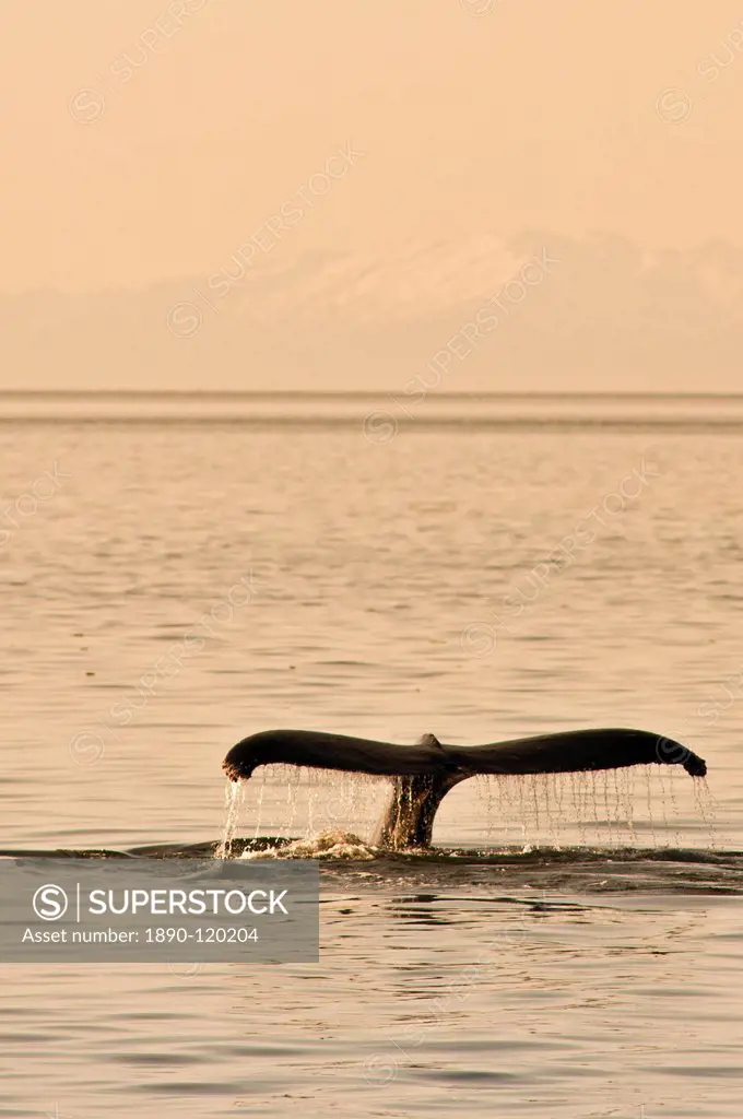 Humpback whales Megaptera novaeangliae in the Five Finger Islands area of Frederick Sound, Southeast Alaska, United States of America, North America