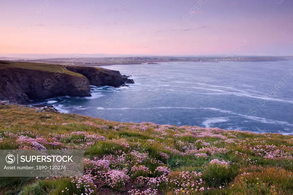 Pink Sea Thrift wildflowers flowering on the clifftops at Trevose Head, Cornwall, England, United Kingdom, Europe