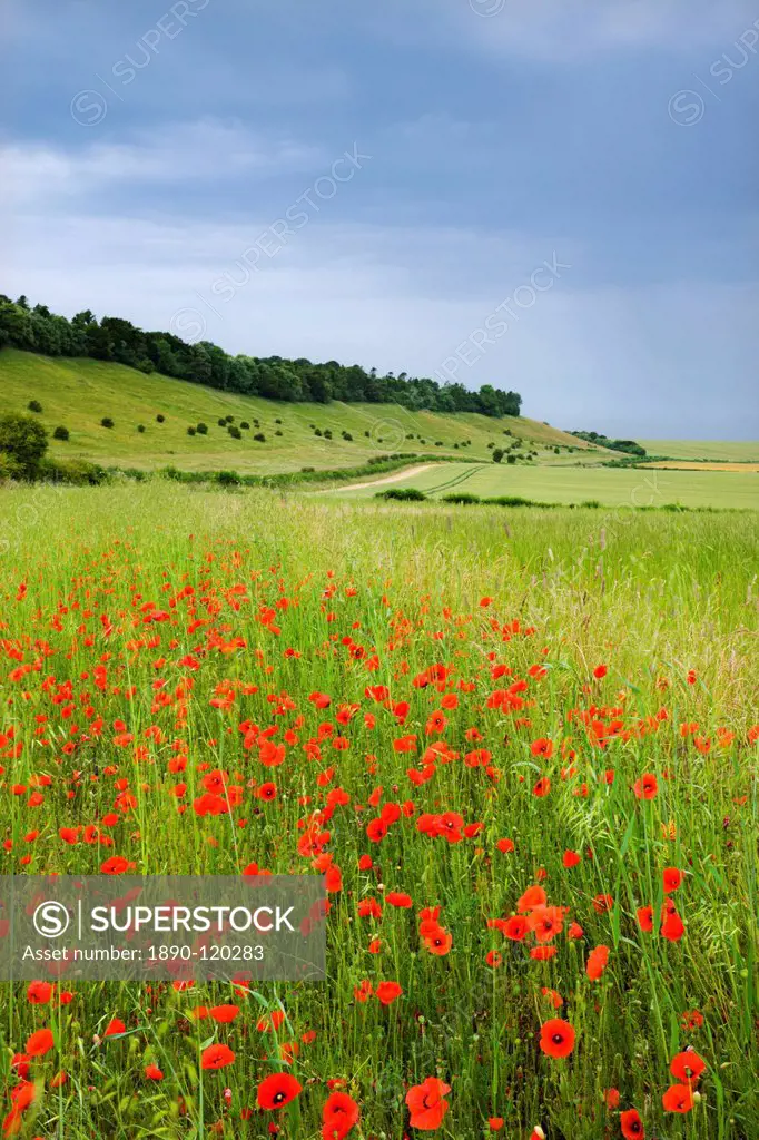 Wild poppies flowering in countryside near the village of West Dean, Wiltshire, England, United Kingdom, Europe