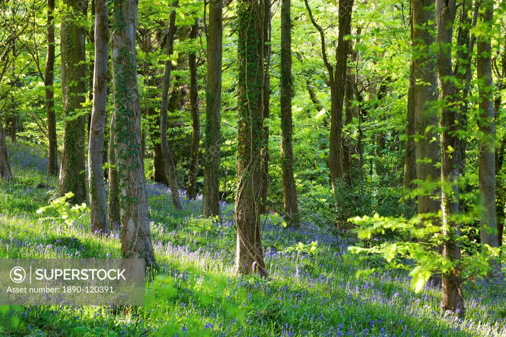 Common bluebells Hyacinthoides non_scripta growing in Coed Cefn woods near Crickhowell, Brecon Beacons National Park, Powys, Wales, United Kingdom, Eu...