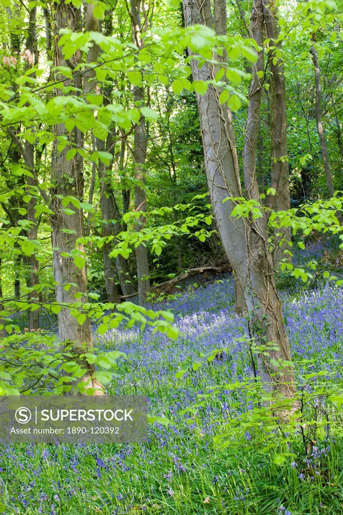 Common bluebells Hyacinthoides non_scripta growing in Coed Cefn woods, Brecon Beacons National Park, Powys, Wales, United Kingdom, Europe
