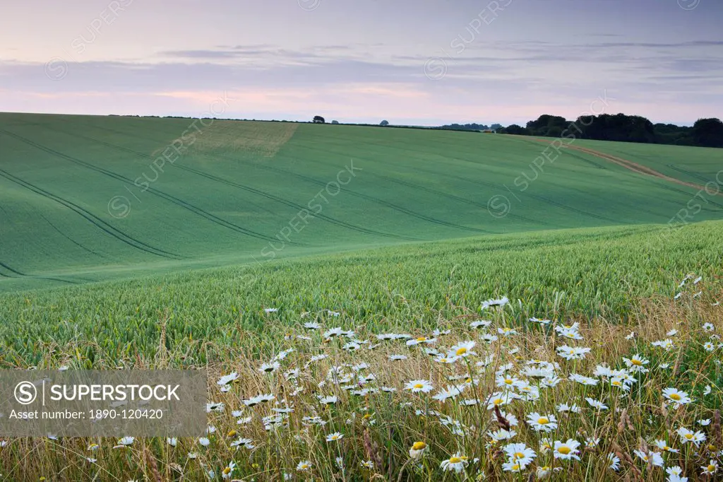Daisies growing on the edge of a crop field in the South Downs National Park, Hampshire, England, United Kingdom, Europe
