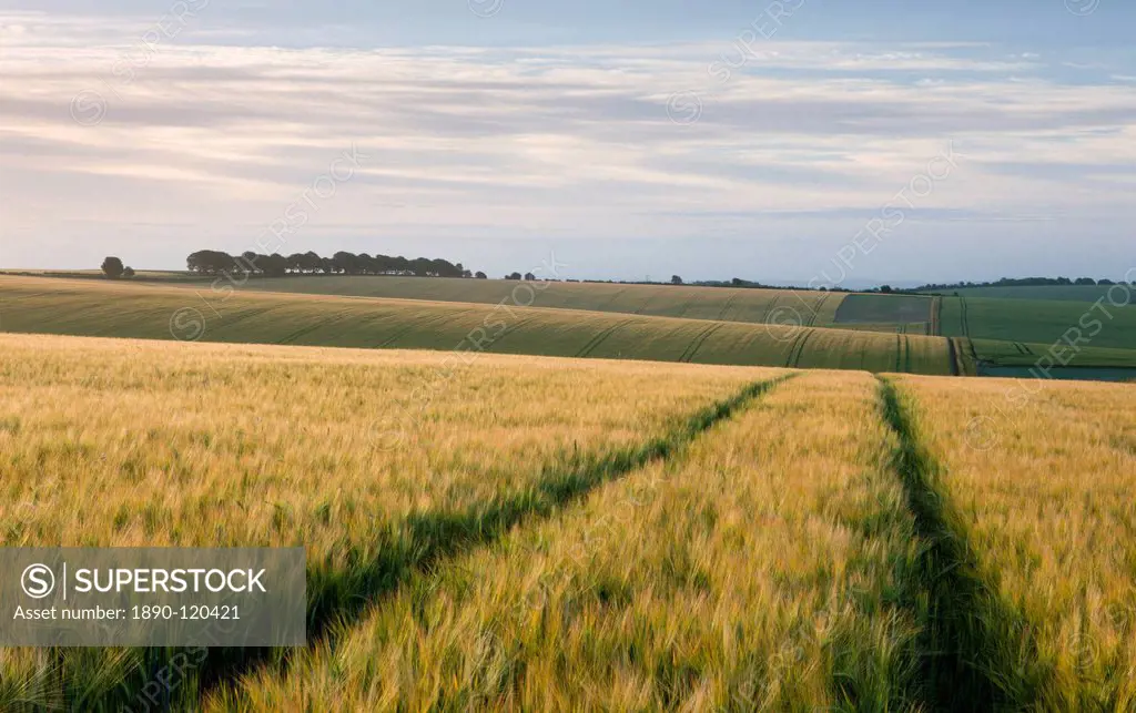 Agricultural crop fields near Cheesefoot Head in the South Downs National Park, Hampshire, England, United Kingdom, Europe